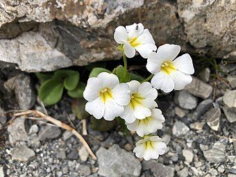 Close-up of flowers