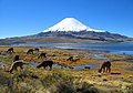 Parinacota volcano in northern Chile