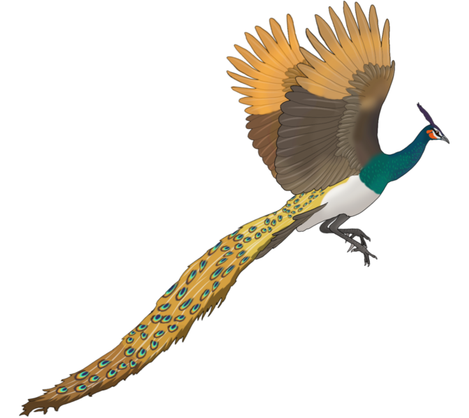 File:Pavo bravardi.png