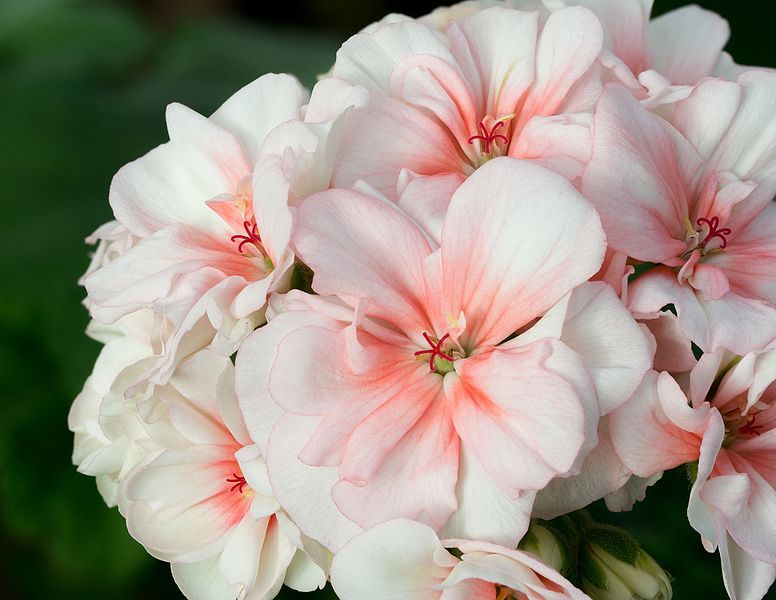 File:Pelargonium zonale (Geraniaceae).jpg