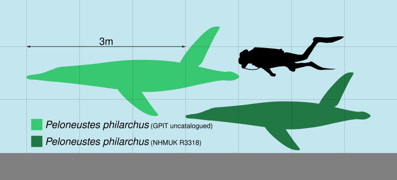 File:Peloneustes Scale.svg