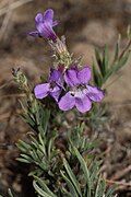 Flowers of Penstemon gairdneri