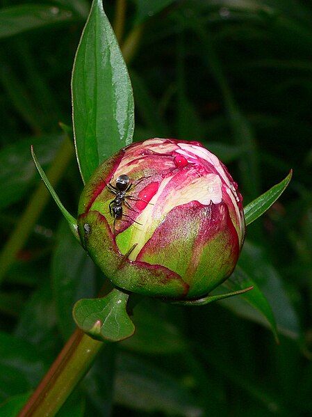 File:PeonyAnt.jpg