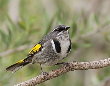 Crescent honeyeater, male, by JJ Harrison