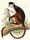 Piliocolobus pennantii pennantii