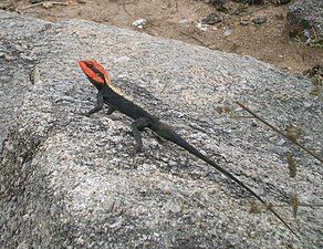 Dorsal view