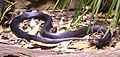 Red-bellied Black Snake at the Wildlife Centre