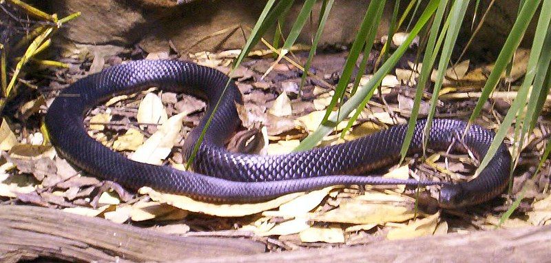 File:Red-Bellied-Black-Snake-BFP-2.jpg