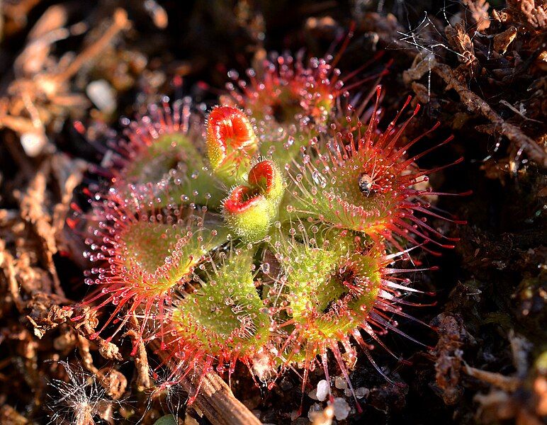 File:Red-Tipped Sessifolia (13183415623).jpg