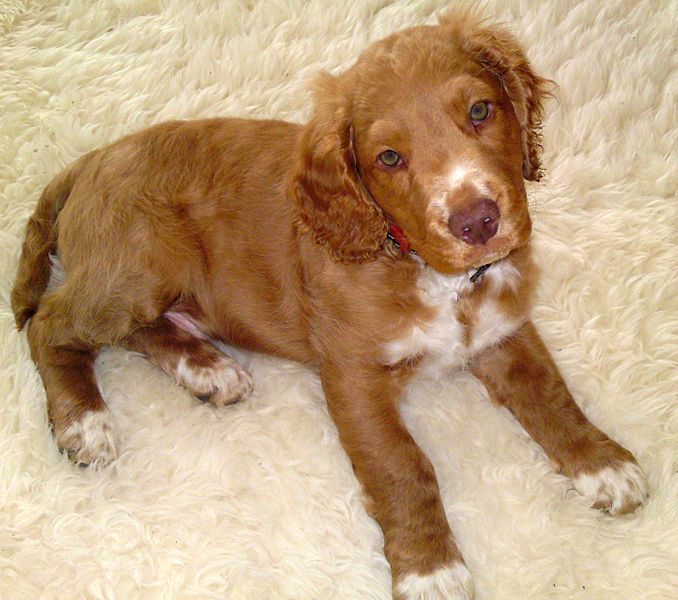 File:Red Wachtelhund 3month.jpg