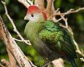 Red-crested turaco, Tauraco erythrolophus