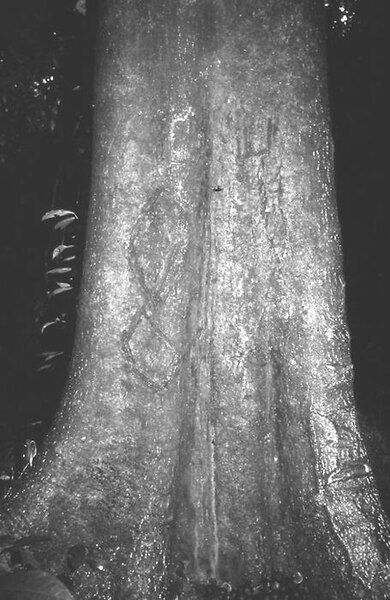 File:Ricinodendron heudelotii trunk.jpg