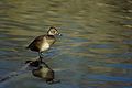 female Ring-necked Duck Aythya collaris