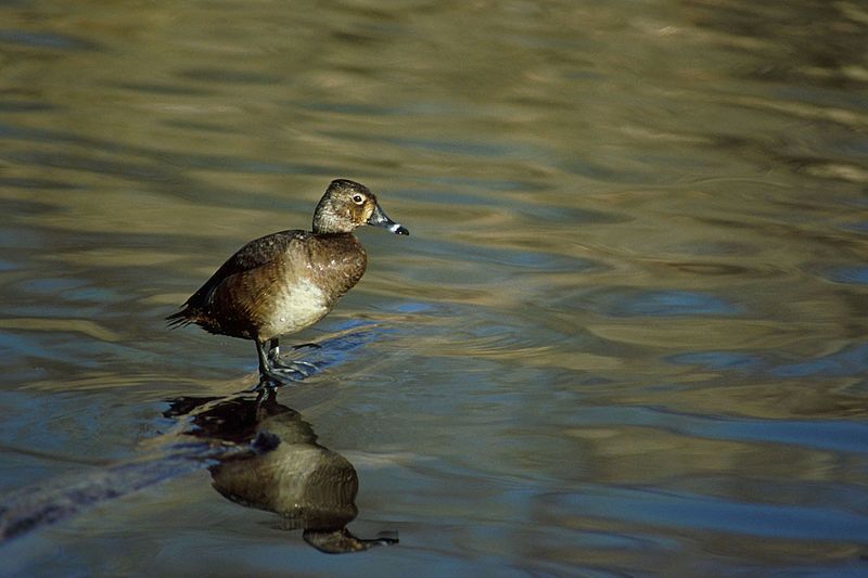 File:Ringneck.jpg