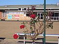 Roselands Bowling Club ((Old clubhouse demolished, replaced by Lantern Club) Poker Machine Club)