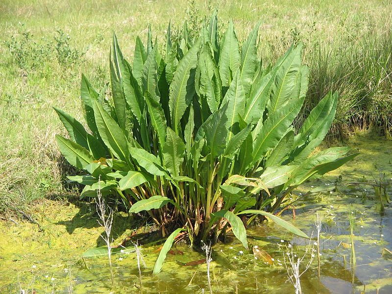 File:Rumex hydrolapathum02.jpg