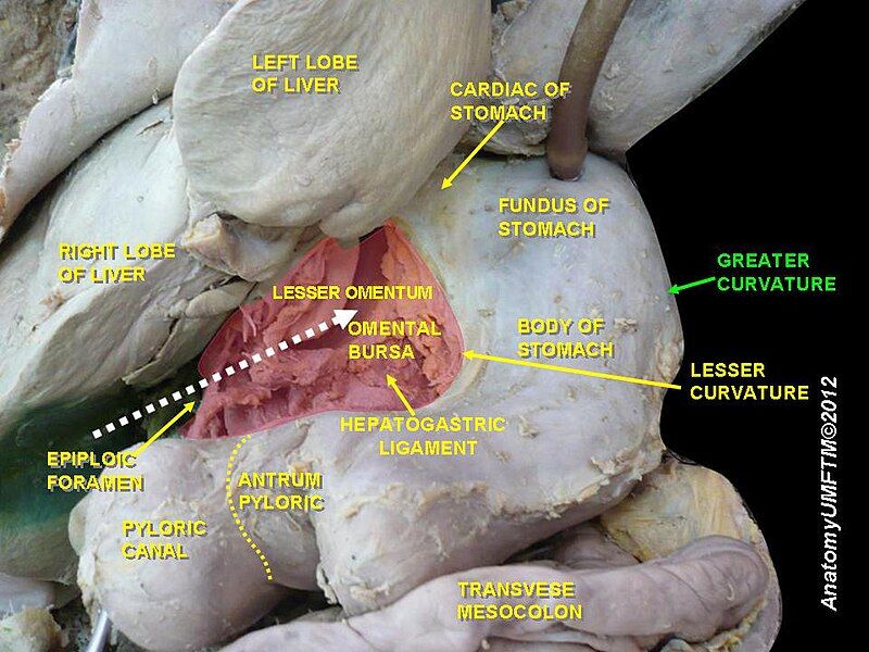 File:Slide12ddd.JPG