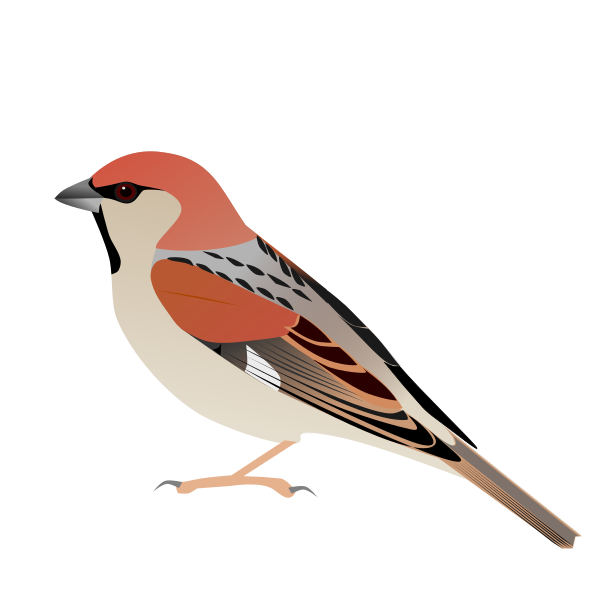 File:SomaliSparrow.svg