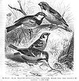 Old illustration, with other Passeridae