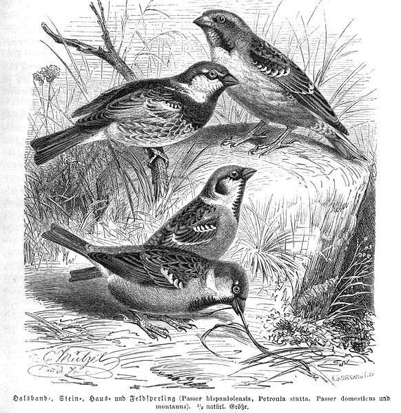 File:SparrowsBrehms.jpg