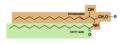 Sphingolipid