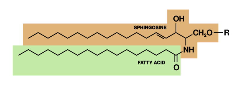 File:Sphingolipid.png