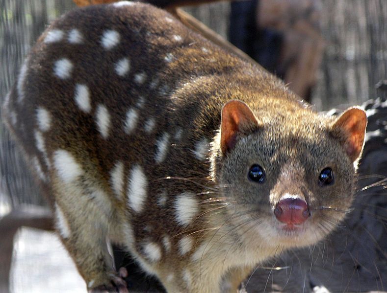 File:SpottedQuoll 2005 SeanMcClean.jpg