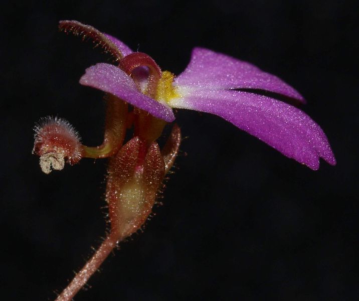 File:StylidiumFlora5.jpg