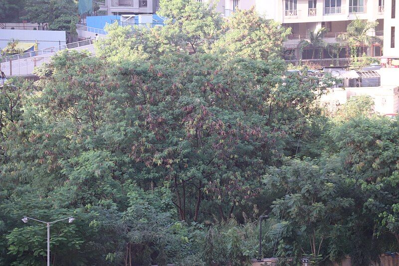 File:Subabul tree, Mira-Bhayander.jpg