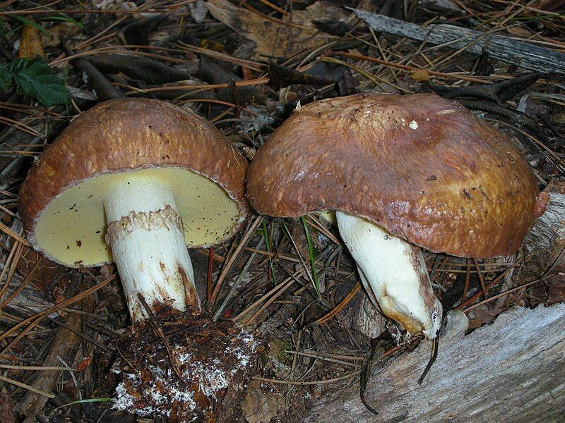 File:Suillus pseudobrevipes 7846.jpg