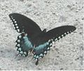 Spicebush swallowtail Pterourus. troilus