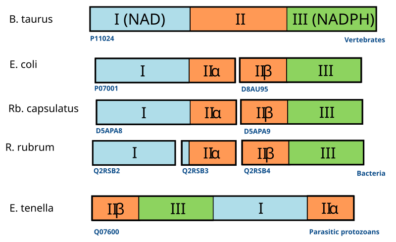 File:Transhydrogenase Circular Permutations.svg