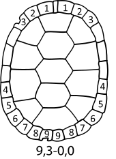 two diagrams showing numbes on the outer segments of turtle shells. There are some notches and then corresponding numbered code.