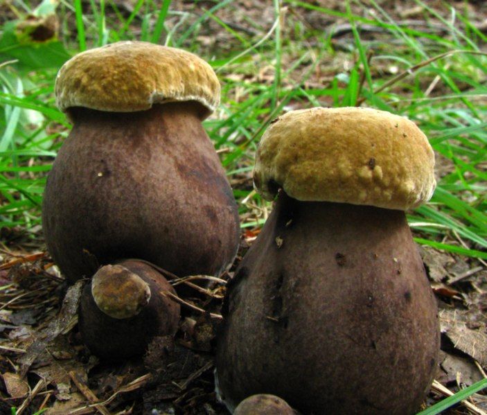 File:Tylopilus atronicotianus 16698.jpg