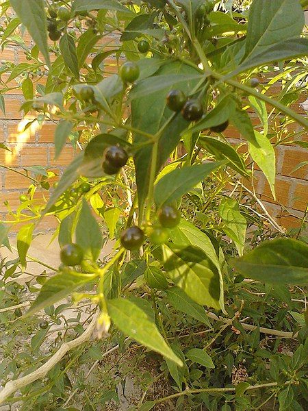 File:Ulupica Capsicum cardenasii.jpg