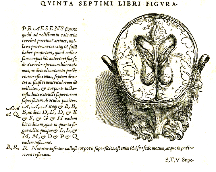 File:Vesalius 609c.png