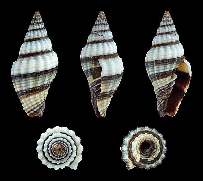 File:Vexillum rugosum 01.JPG