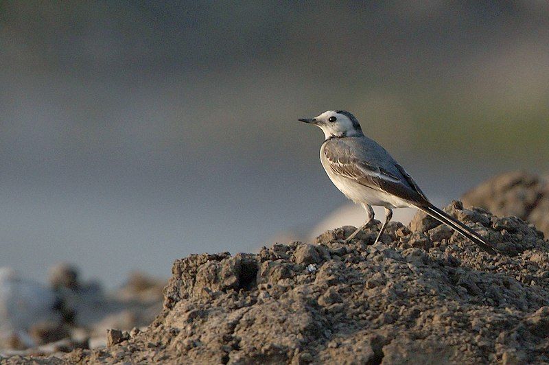 File:Wagtail (16149983971).jpg