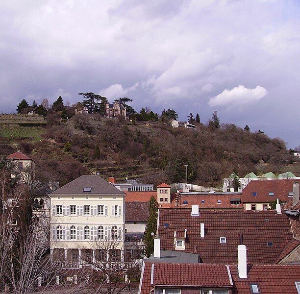 File:Weinberge Neustadt Weinstraße.jpg