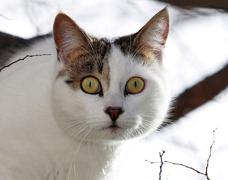 File:Winter-Cat-in-a-tree detail.jpg