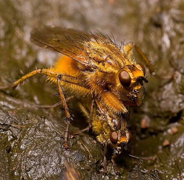 File:Yellowdungflymatingpic.jpg