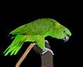 Yellow naped Amazon parrot