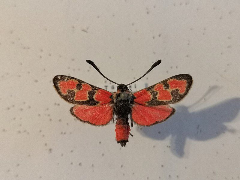 File:Zygaena olivieri 99671504.jpg