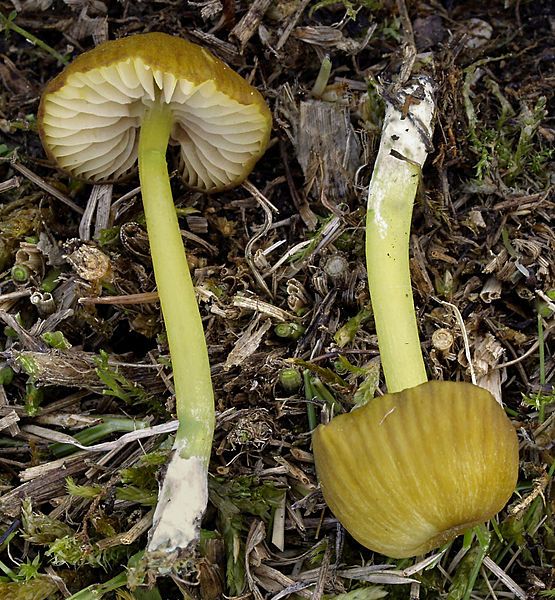 File:2007-09-29 Entoloma incanum.jpg