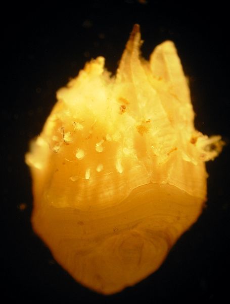 File:Acasta spongites 4142a.JPG