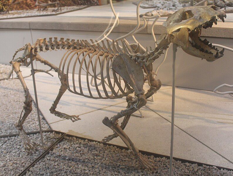 File:Aelurodon NMNH.jpg