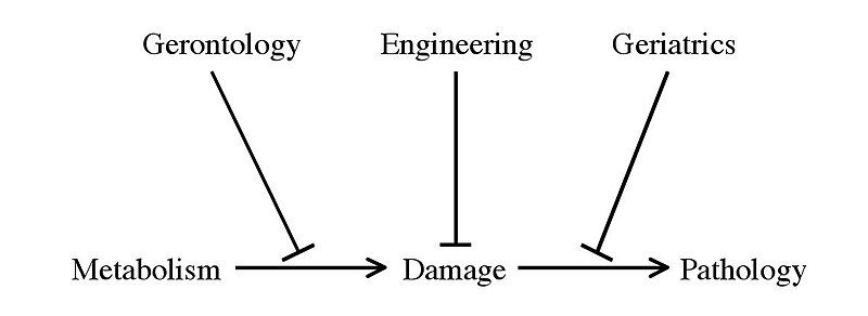 File:Aging treatment approaches.jpg