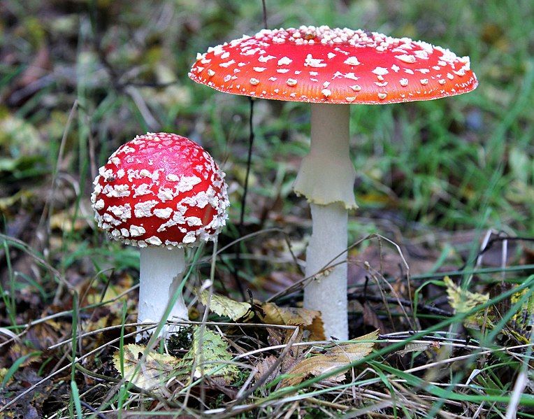 File:Amanita muscaria UK.JPG