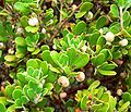 Arctostaphylos pumila