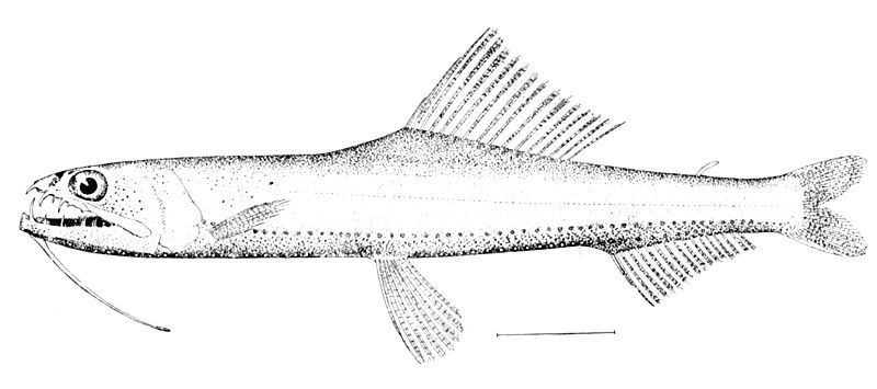 File:Astronesthes gemmifer.jpg